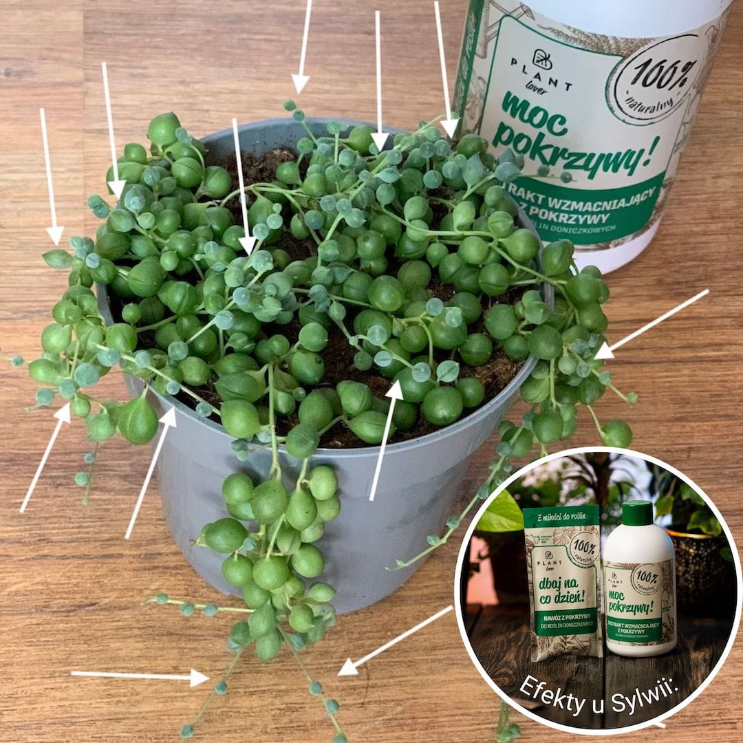 Dbaj na co dzień - nawóz z pokrzywy moc pokrzywy 300ml Plantlover - obrazek 3