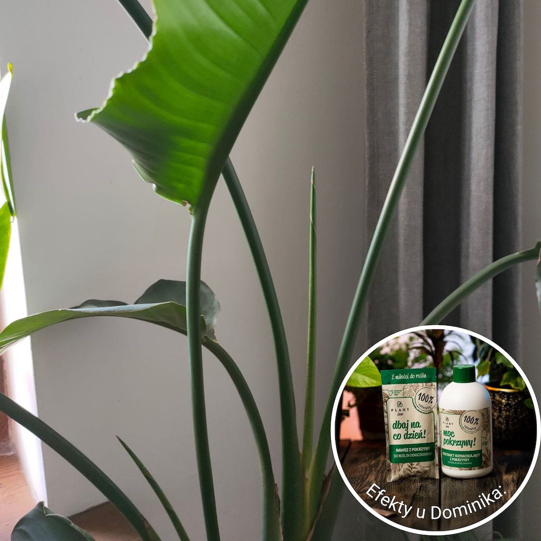 Dbaj na co dzień - nawóz z pokrzywy moc pokrzywy 300ml Plantlover - obrazek 4